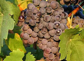 TRADITIONAL BALSAMIC, 200 ml