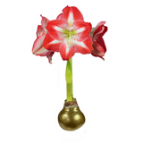 HOLIDAY AMARYLLIS BULBS