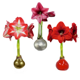 HOLIDAY AMARYLLIS BULBS