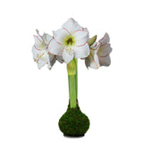 SUMMER AMARYLLIS BULBS