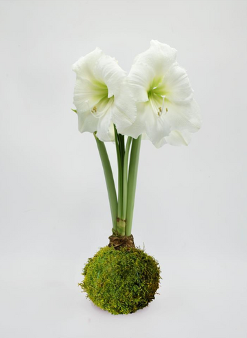 MOSS COVERED AMARYLLIS BULB
