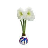 SUMMER AMARYLLIS BULBS