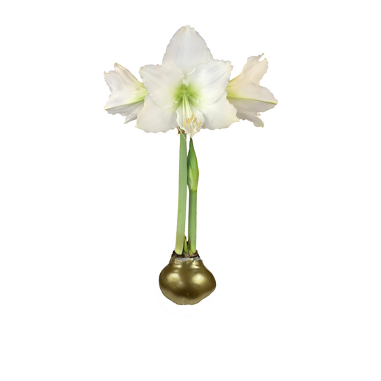 AMARYLLIS with GOLD WAX
