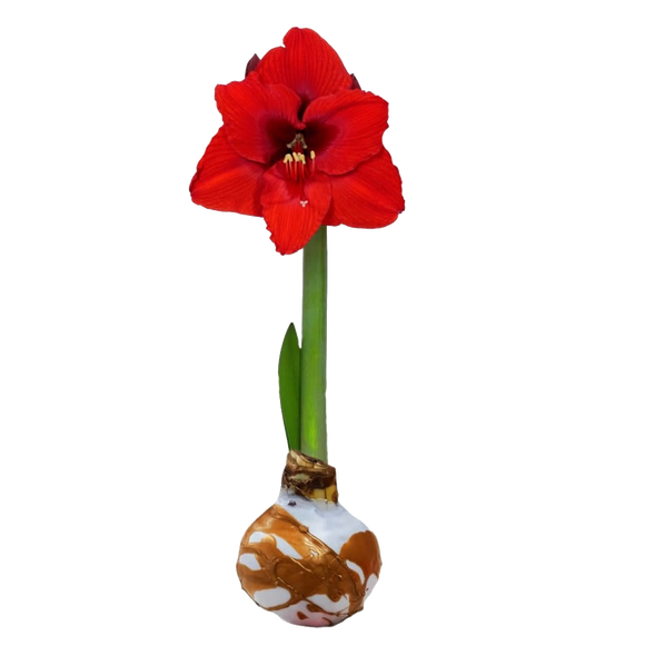 AMARYLLIS with WHITE & GOLD WAX