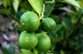 PERSIAN LIME INFUSED OLIVE OIL, 375ml